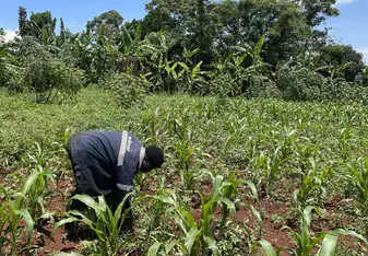 Planting of trees for the community 
