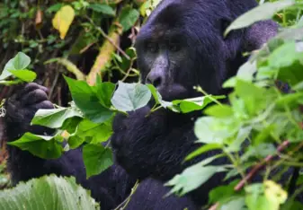 Bwindi Gorilla Trekking Exercise on 10 Days Ultimate Uganda Wildlife,Gorillas and Cultural Adventure