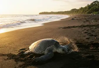 Olive ridley sea turtle on the at Ostional Wildlife Refuge Costa Rica