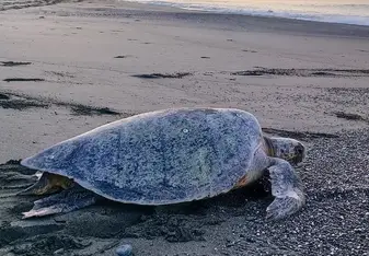 Green sea turtle crawling back to the ocean at dawn on a Pacific beach in Costa Rica