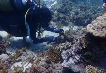 Buruhani, Southern Tanzania Coral Restoration & Marine Conservation, Eco2 Diving