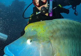 Snorkeling near Townsville