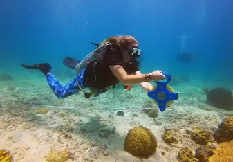 A scuba diver swimming over a coral reef while using a yellow tape measure to conduct underwater biodiversity surveys.