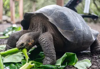 A giant tortoise takes a bite out of a thick green plant stem from a pile of fresh leaves on the ground.