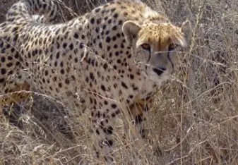 cheetah photo taken by Michele during her time as a volunteer in Botswana