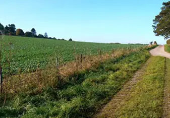 Palestine Farmland 