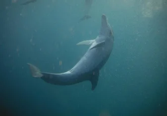 A gorgeous shot of a dolphin in Mozambique's waters