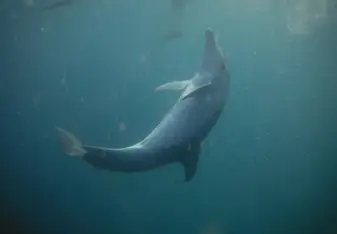 A gorgeous shot of a dolphin in Mozambique's waters
