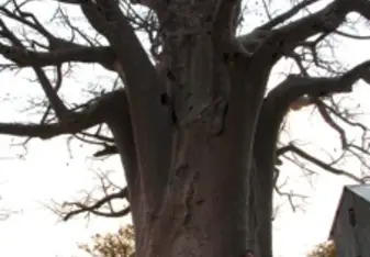 Class beneath the baobab tree in Botswana
