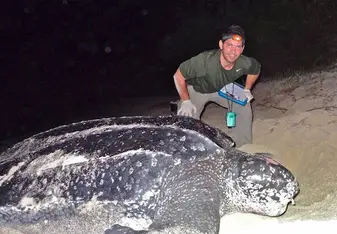 Piero sees his first leatherback