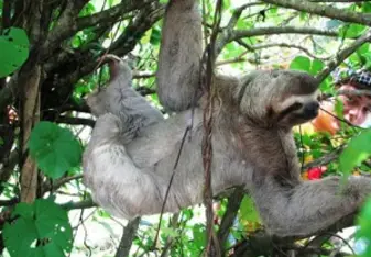 Sloth in Costa Rica