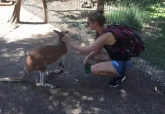 deer