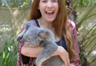 koala bear
