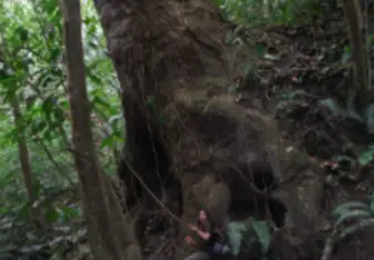 man climbing a tree in panama