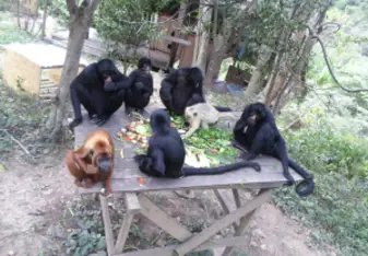 a group of capuchin monkeys at La Senda Verde