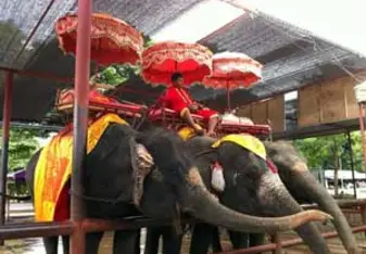elephants in ayuthaya