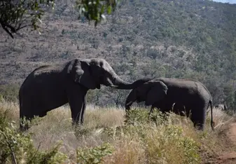 elephants in South Africa
