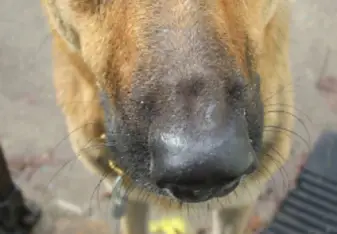 dog in Costa Rica