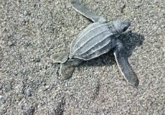 turtle in Costa Rica