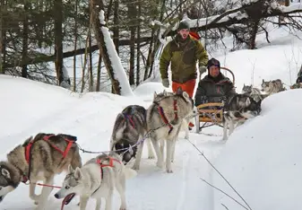 dogsledding 