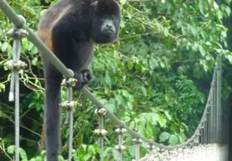 costa rica, animal