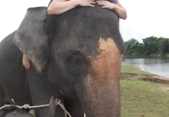 elephant