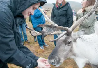 feeding reindeer