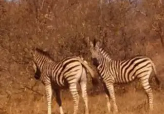 "I learned so much about conservation."