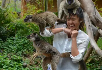 monkey 
