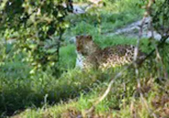 Elusive Leopards