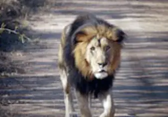 Jessica spots a Lion