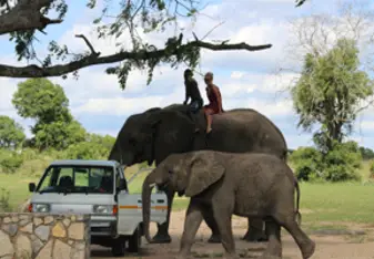 Riding an elephant with a baby by its side