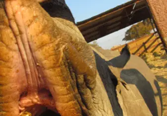 Kiss a rhino!
