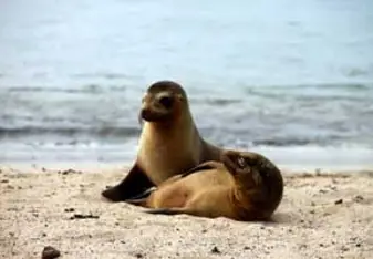 galapagos