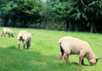 Sheep