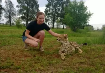 Petting a cheetah is not something you do every day
