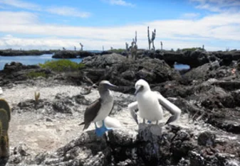 Blue-footed Boobies