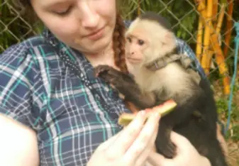 capuchin monkey