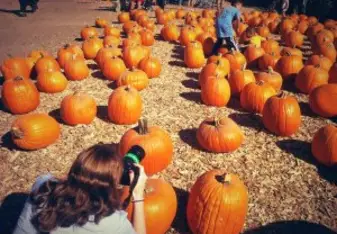 Kiki taking pictures on a pumpkin patch