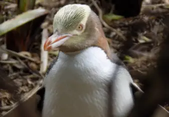 Yellow-Eyed Penguin at Moeraki Boulders in New Zealand