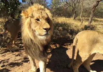 Lions in Africa