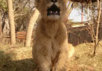 Lion