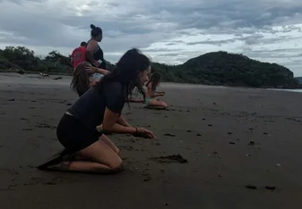 Sea turtles in Costa Rica