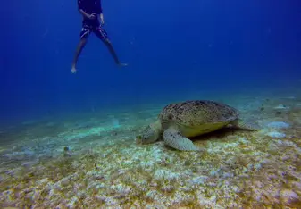 Turtle conservation is a big issue, and a lot of fun!! But you should never lose your head.