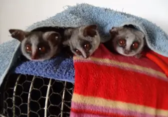 3 bushbabies