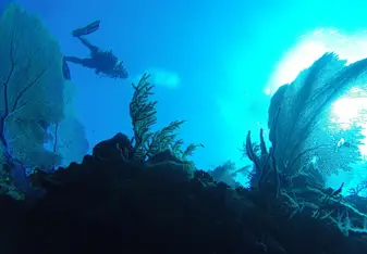Diving at the Arch