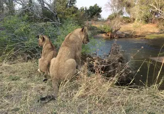 two lions sitting near a river bed in Africa