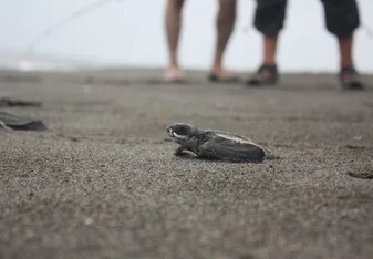 Turtle on the beach of Costa Rica