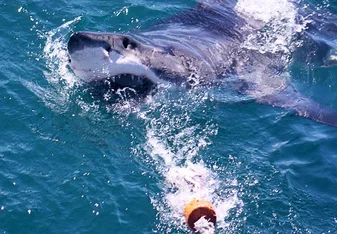 Volunteering with Great White Sharks in South Africa
