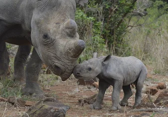 Hands-on rhino conservation